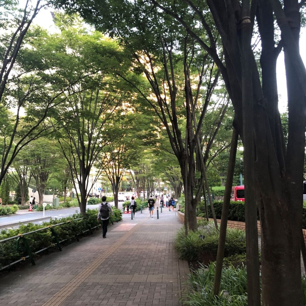 パークシティ武蔵小杉ミッドスカイタワーの街路樹（としとくらし）